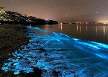 Bio Luminescent