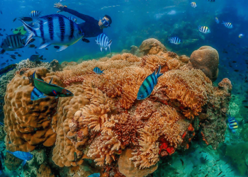 Nemo Snorkeling Experience by Speedboat from Pattaya 1