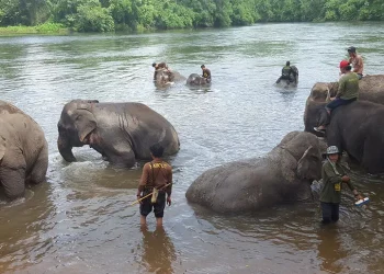elephant-world-full-width bangkok