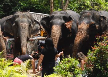 Elephant Jungle Sanctuary Experience in Phuket