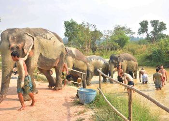 Elephant Jungle Sanctuary Tickets in Pattaya