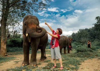 Kerchor Elephant Family Experiences with Round-Trip Transfers