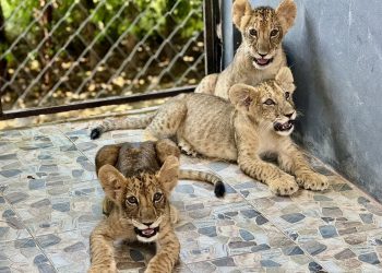 Lion Land Phuket Tickets 1