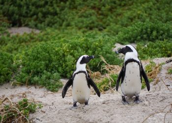 Phillip Island Nature Parks Penguin Parade Tickets
