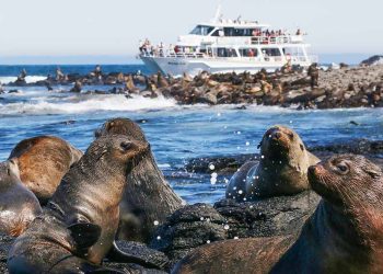 Seal Watching Afternoon Cruise at Phillip Island
