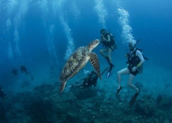 Snorkel Discovery 1