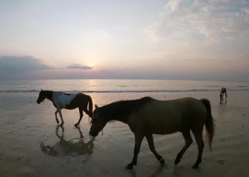 Sunset Trail Horse Riding