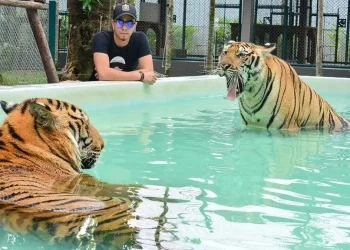 Tiger Park Tickets with Tiger Interactions