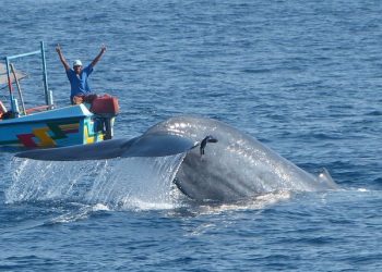 Whale and Dolphin Watching in Mirissa