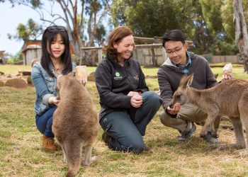 Bonorong Wildlife Sanctuary Daytime Feeding Tour