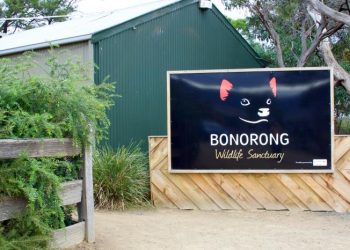 Bonorong Wildlife Sanctuary Tickets