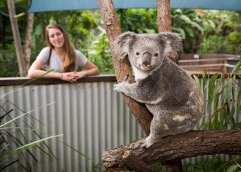 Breakfast with the Koalas at Hartley's Crocodile Adventures