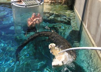 Crocosaurus Cove Tickets with Cage of Death Experience 1