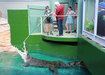 Crocosaurus Cove Tickets with VIP Tour