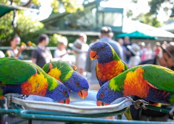 Currumbin Wildlife Sanctuary Tickets