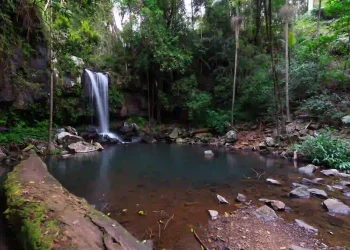 Evening Rainforest & Glow Worm Experience