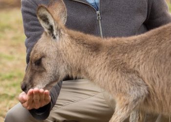 Feeding Frenzy at the Bonorong Wildlife Sanctuary