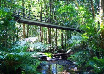Guided Day Tour of Daintree Rainforest with Transfers from Port Douglas & Mossman