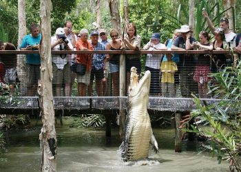 Half-Day Tour of Hartley’s Crocodile Adventures