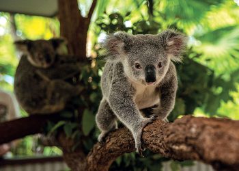 Kuranda Koala Gardens Ticket