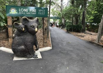 Lone Pine Koala Sanctuary Tickets 1
