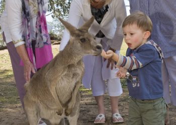 Lone Pine Koala Sanctuary Tickets with Brisbane River Cruise 4