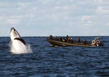 Sydney Whale Watching Adventurous Cruise on Inflatable Boat