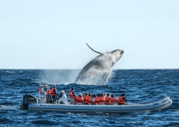 Sydney Whale Watching Express Cruise on Speedboat 4