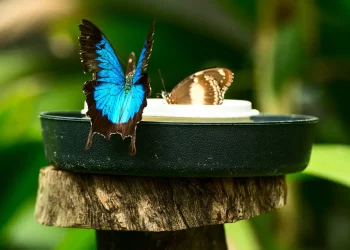 Tickets to Kuranda Koala Gardens, Birdworld Kuranda, & Australian Butterfly Sanctuary