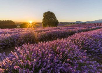 Tour of Port Arthur & Lavender Farm
