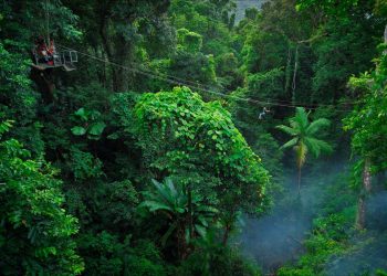 Ultimate Guided Tour of Daintree Rainforest and Ziplining with Hotel Transfers